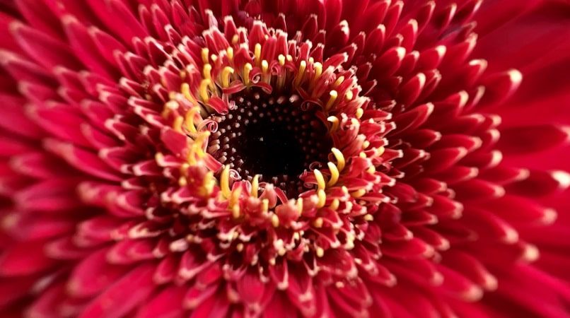 iPhone 13 Macro Switching