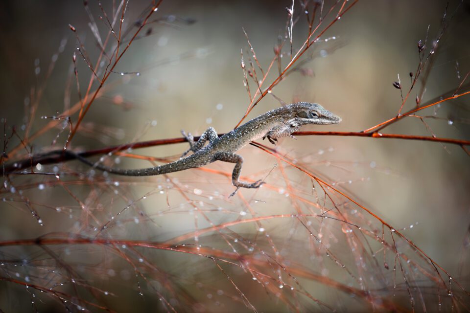 Brown Anole 960x640 1 Brown Anole 960x640 1