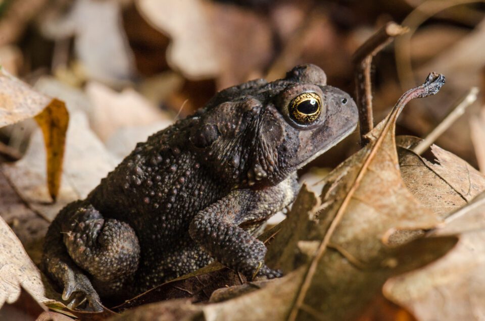 Brown Toad and Leaf 960x636 1 Brown Toad and Leaf 960x636 1