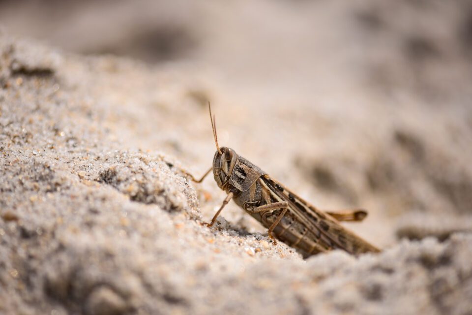 Cricket Macro 960x640 1 Cricket Macro 960x640 1