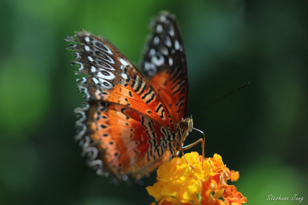 Macro-papillon