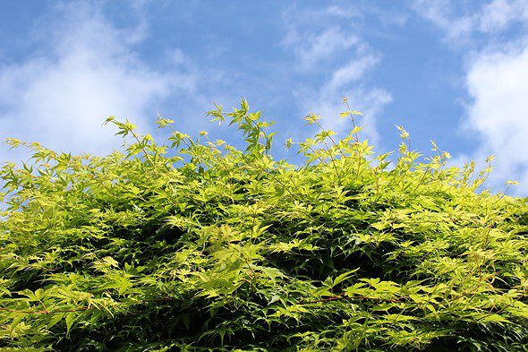 دوربین دیجیتال کانن مدل Canon 1300D
