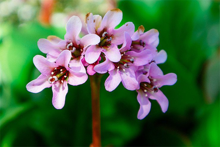 دوربین دیجیتال Canon 4000D 18-55 IS