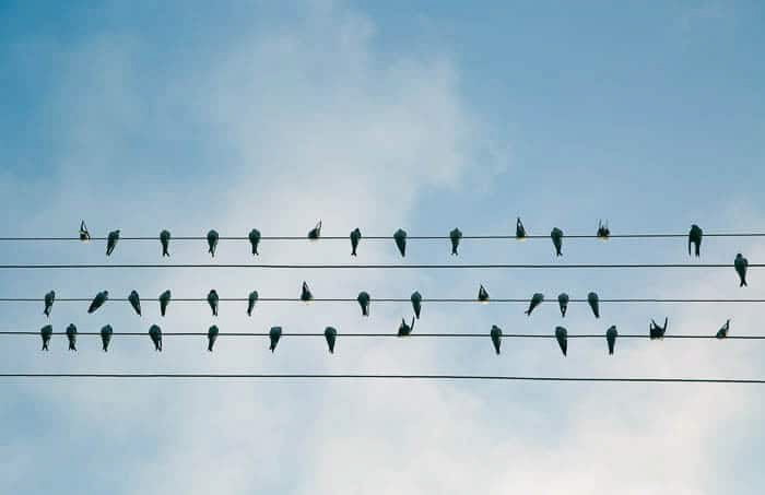 سایه پرندگان روی 5 سیم برق در مقابل آسمان آبی قرار گرفته است - عکاسی دیجیتال برای مبتدیان