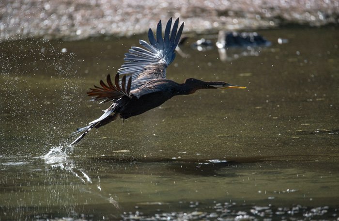 پرنده ای بزرگ بر فراز دریاچه پرواز می کند