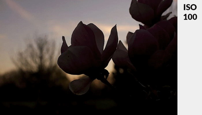 GIF متحرک از یک گل صورتی در نور کم نشان دهنده تغییر نوردهی با ISO است