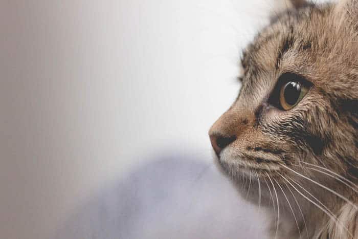 پرتره از صورت گربه که استفاده از خطوط چشم در عکاسی را نشان می دهد
