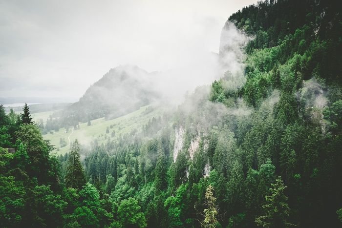 عکسی واضح از یک جنگل با کوه ها در پس زمینه