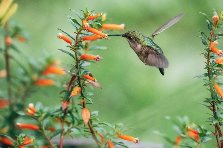 10 نکته خیلی راحت و سریع برای خوب عکاسی کردن