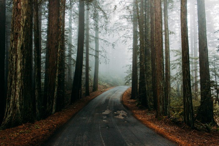 جاده ای تیره و تار و جوی که از میان یک جنگل می گذرد
