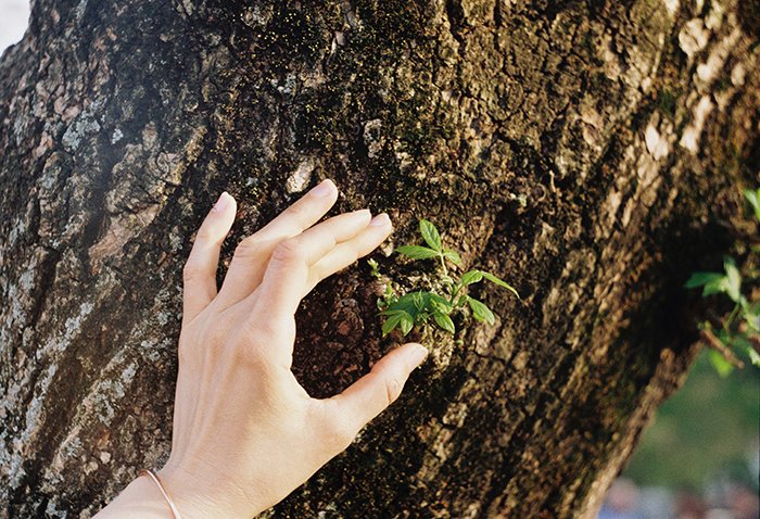 دستی که پوست درخت خشن را می مالد به عنوان نمونه ای از بافت در عکاسی