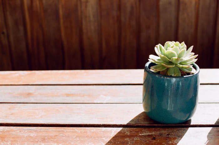 عکس یک گیاه گلدانی روی میز چوبی