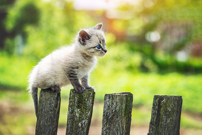 تصویر یک بچه گربه کوچک با چشمان آبی روی حصار چوبی