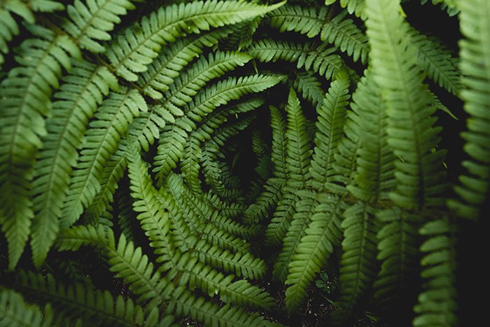عکس از گیاهان سرخس – بافت در عکاسی 