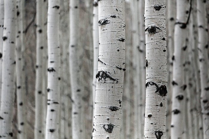 جنگلی از درختان که بافت خشن را در عکاسی ایجاد می کند 