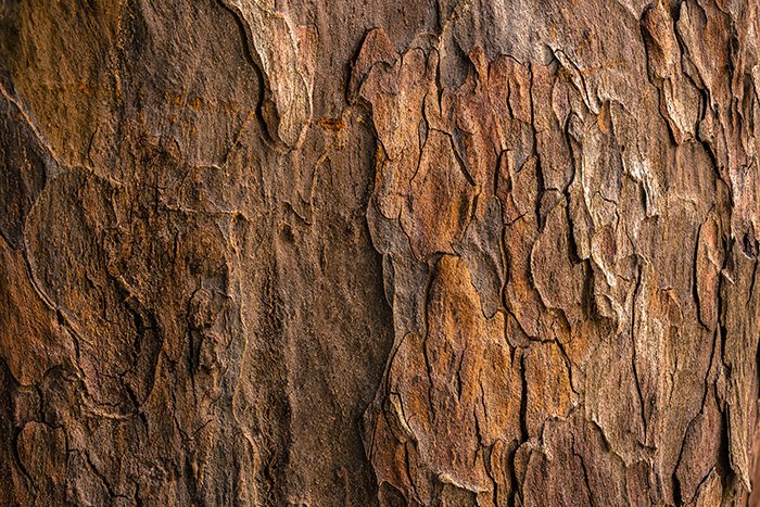 عکس نزدیک از پوست خشن درخت - نحوه عکاسی از بافت ها 