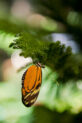 Kristina Kurtzke butterfly on branch BOKEH