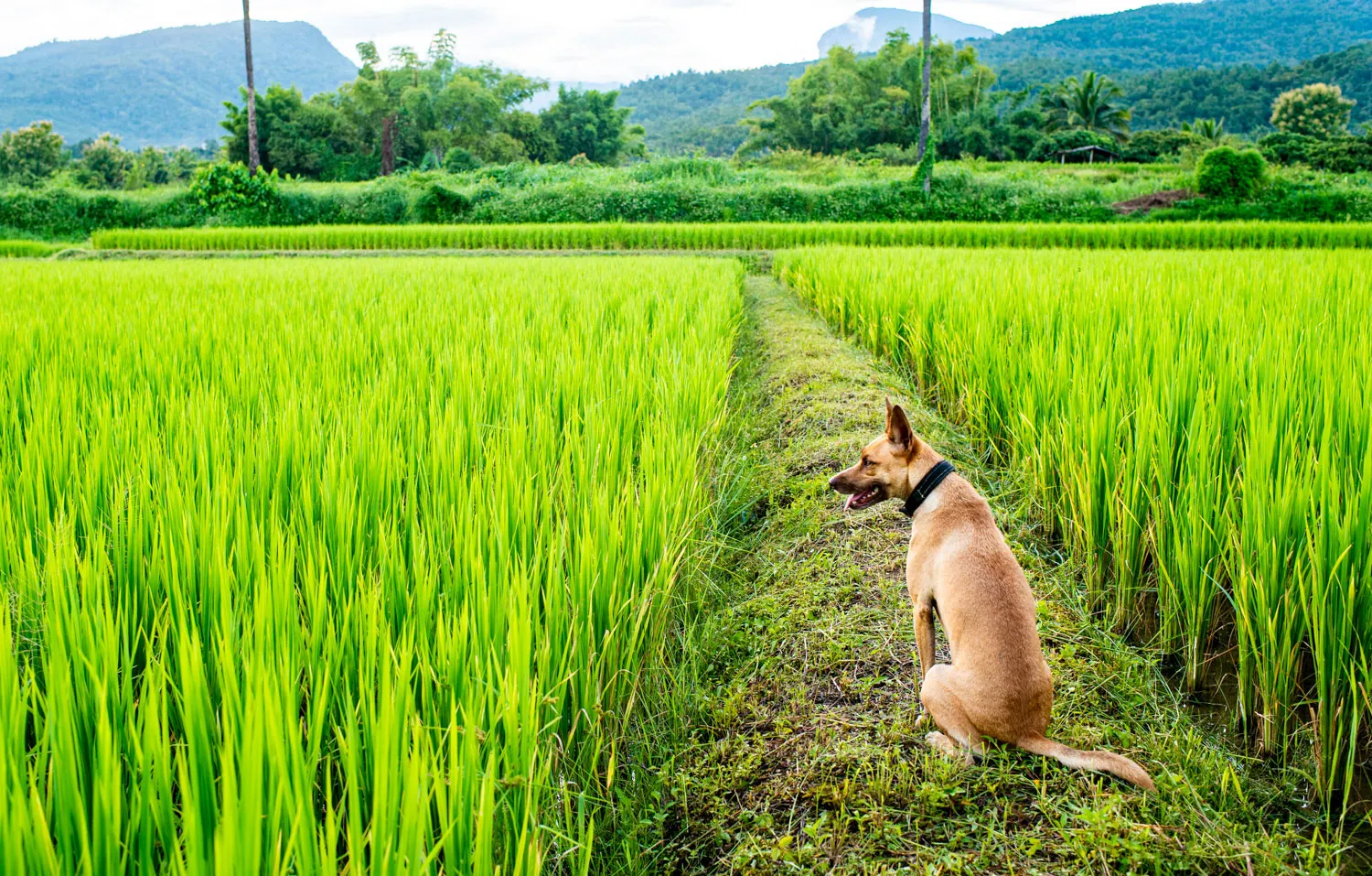 35mm landscape photography dog