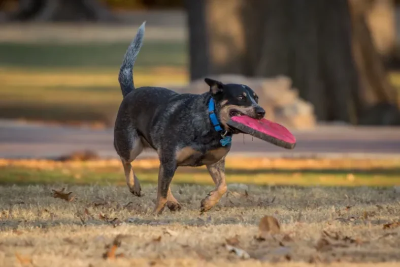 optical electronic viewfinder dog frisbee