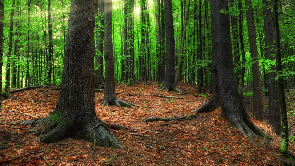 چگونه از حالت HDR موقع عکس گرفتن استفاده کنیم