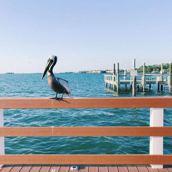 smartphone photography pelican seascape
