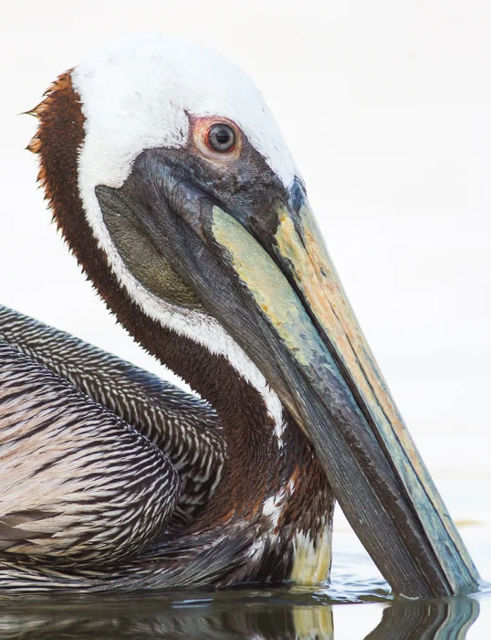 wildlife photography pelican portrait