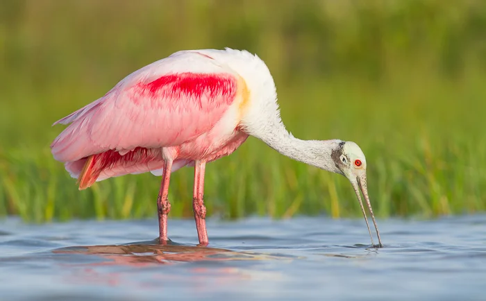 wildlife photography roseate spoonbill drinking
