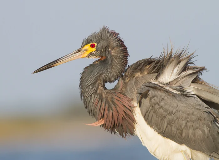 wildlife photography tricolored heron windy feathers