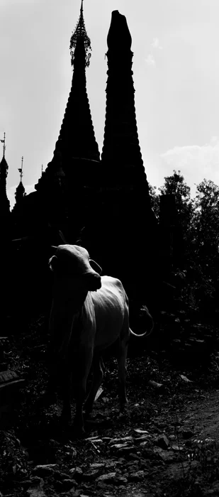 Black and White Travel Photographycow and pagodas