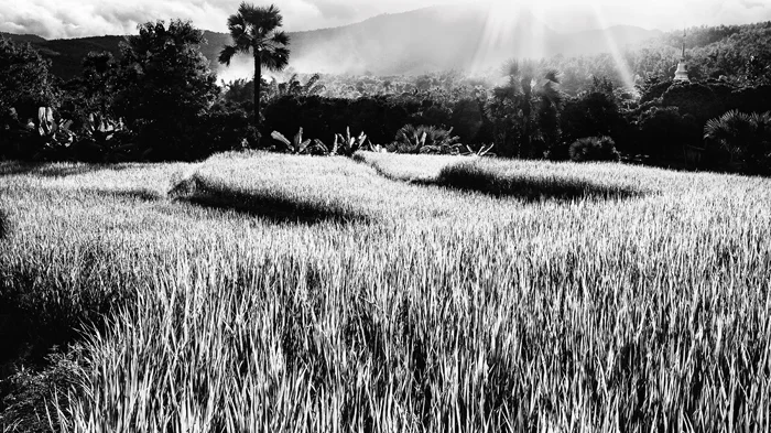Black and white travel photography rice fields