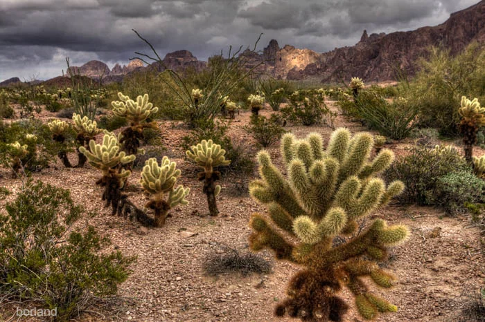Desert Photography Cholla Cactus