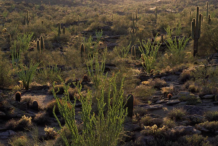 Desert Photography Desert Flora