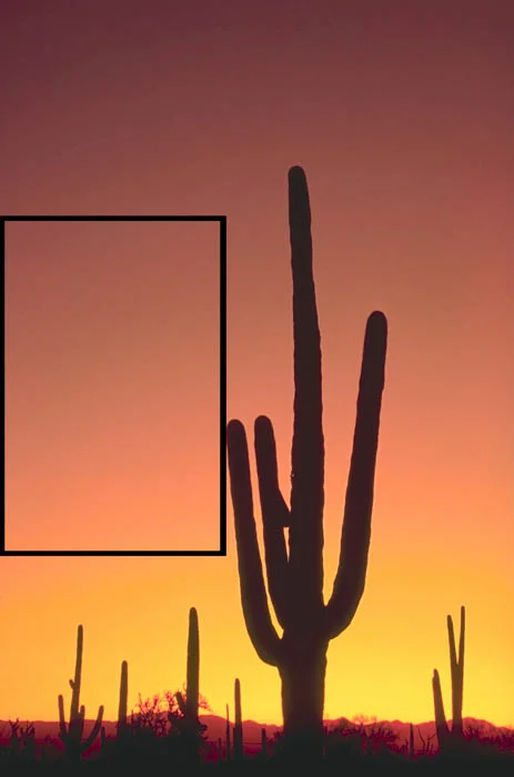 Desert Photography Saguaro Cactus Frame