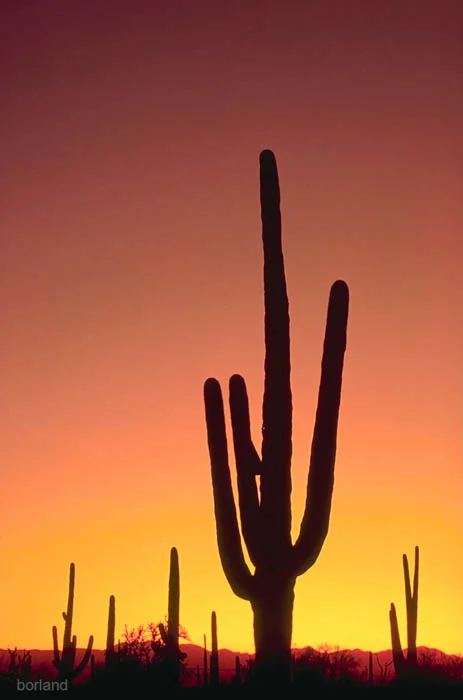 Desert Photography Saguaro Cactus
