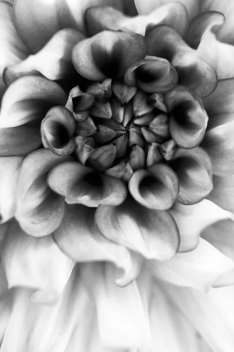 black and white macro photography dahlia swirl 12