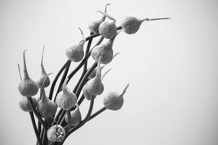 black and white still life garlic small