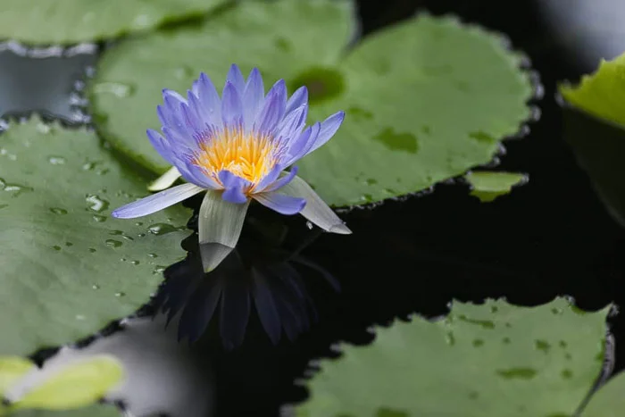 black and white vs color photography waterlilly