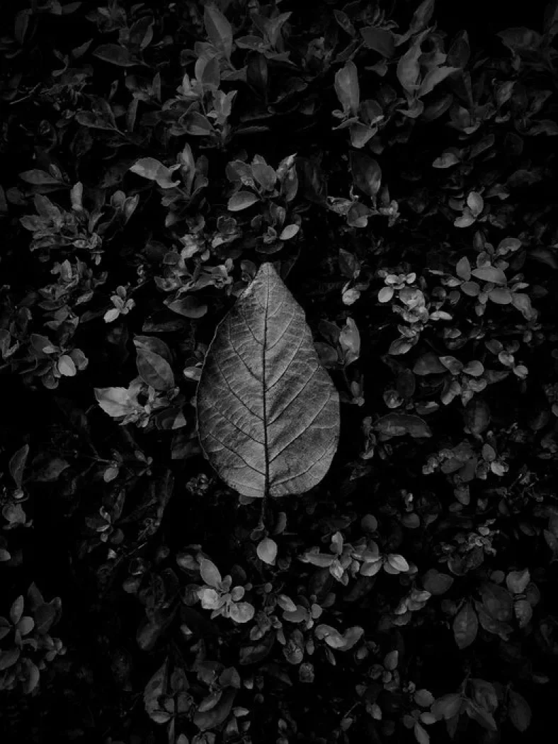 black white still life photography
