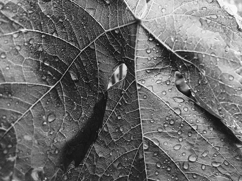 blackandwhite leaves