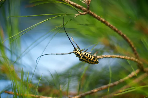 5 نکته برای عکاسی خیره کننده از حشرات