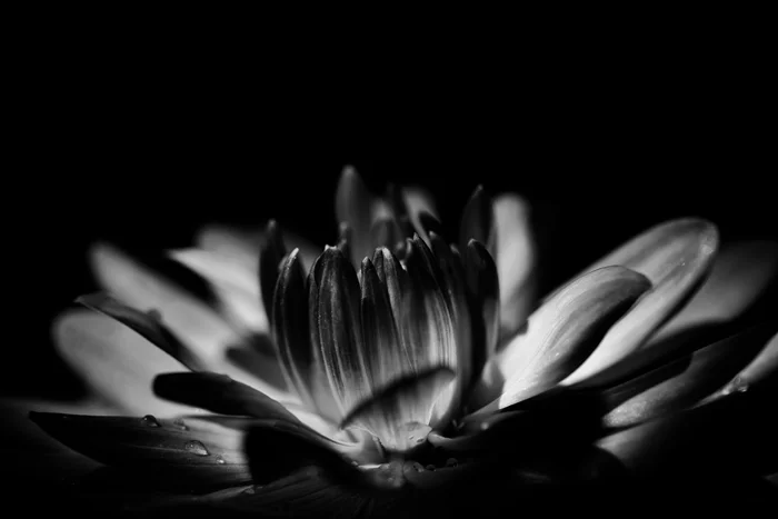 low key monochrome photography flower
