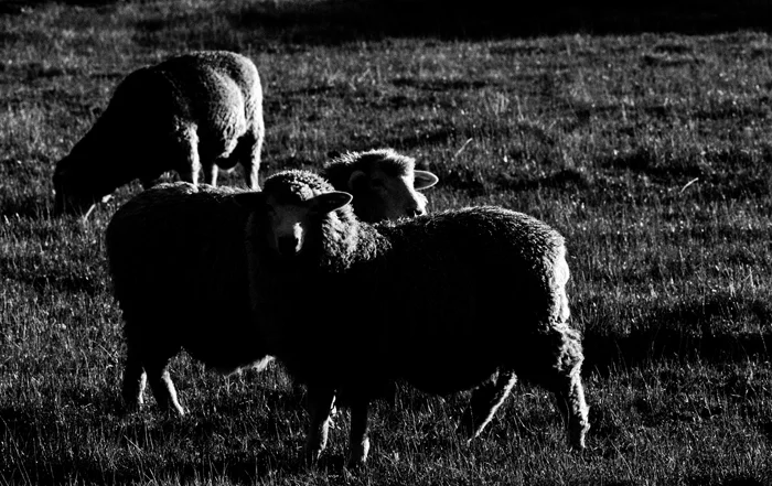 low key monochrome photography sheep