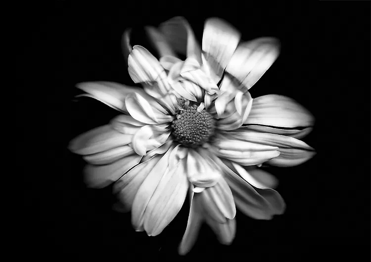 استفاده از اسکنوگرافی برای ایجاد تصاویر گیاهان