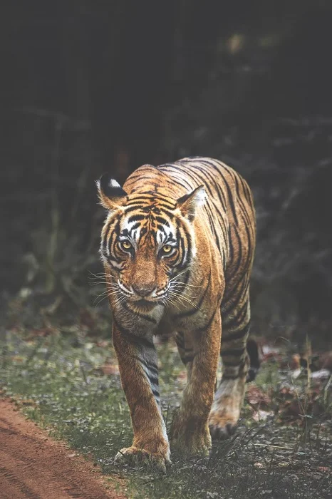 Types of Photography Wildlife Keyur Nandaniya