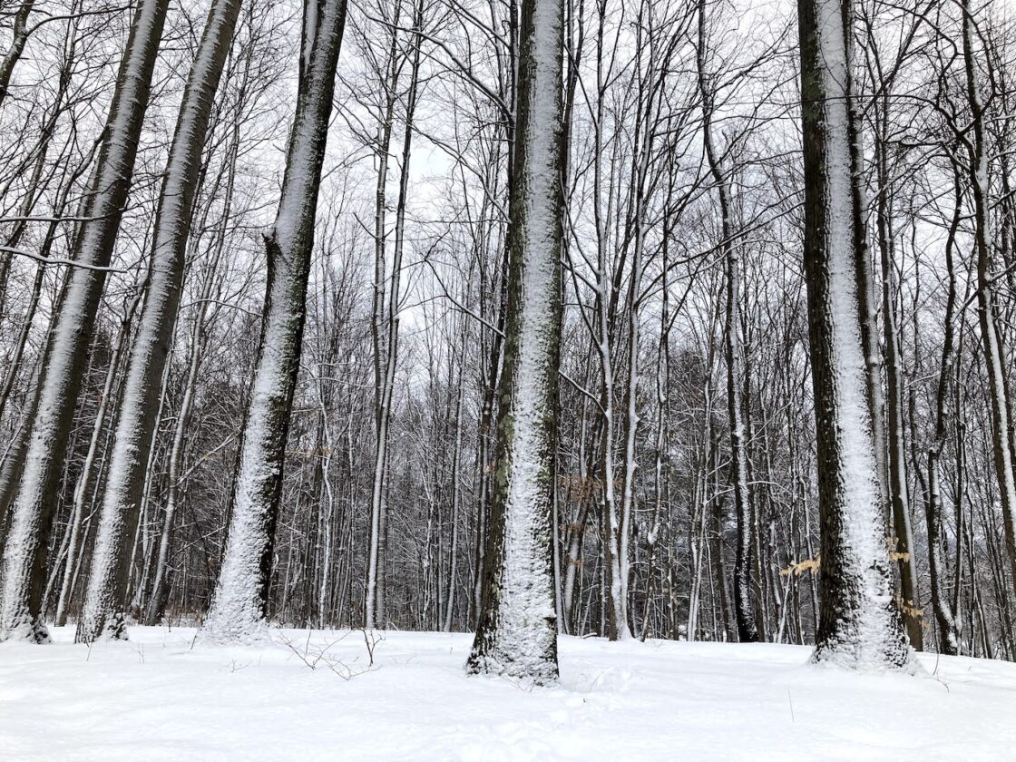 forest photograph snow 1120x840 1