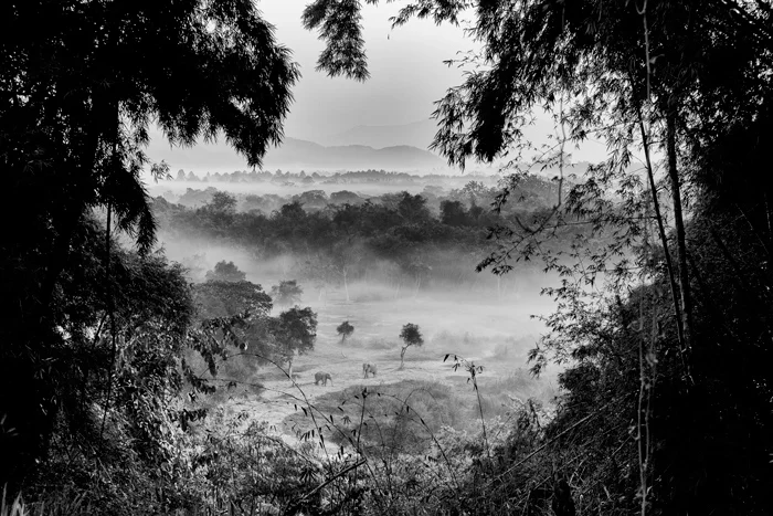 black and white landscape photogaphy forested landscape