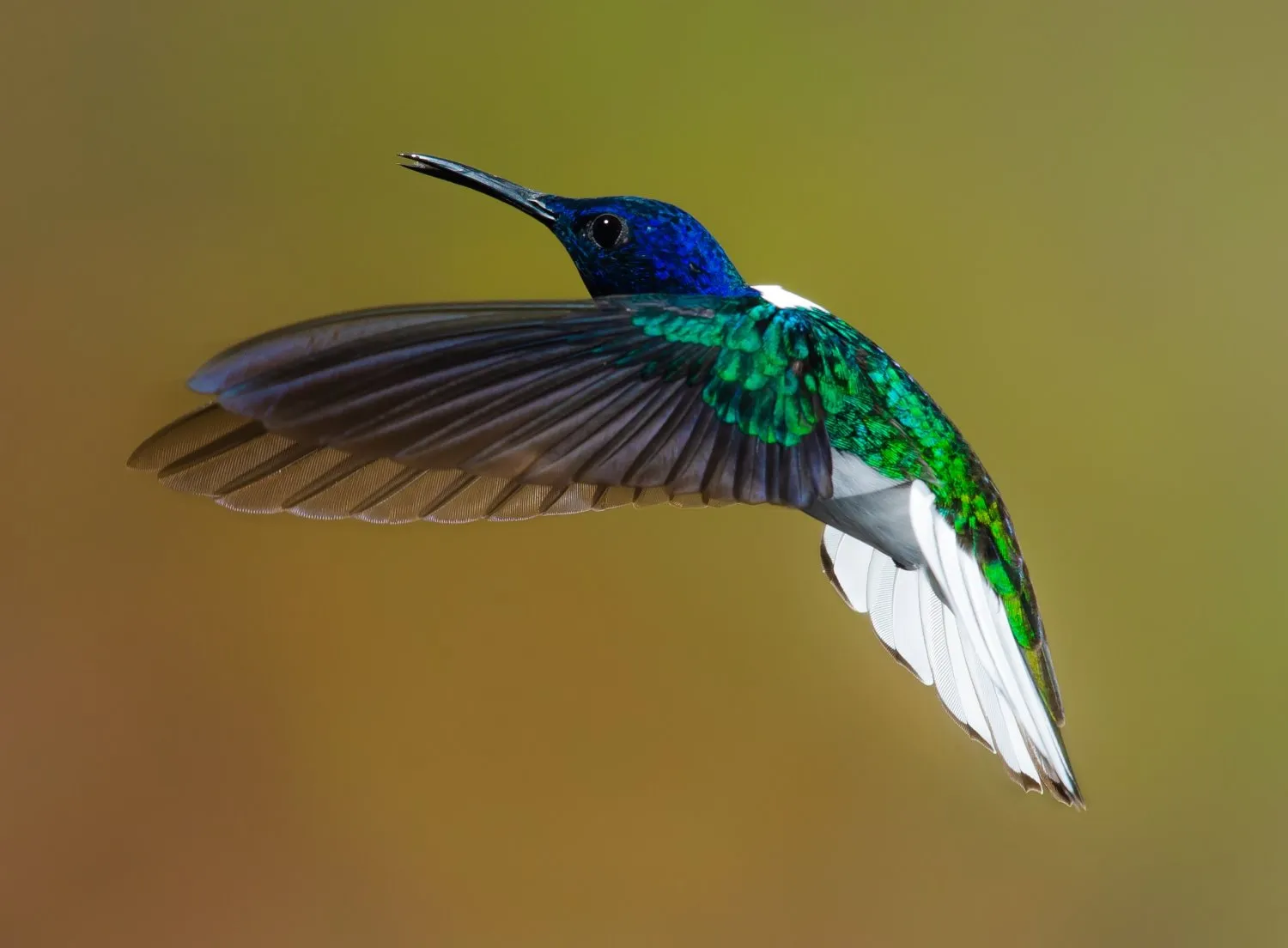 how to photograph hummingbirds 1