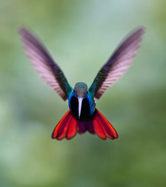 hummingbird photography 3