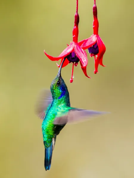 hummingbird photography 4