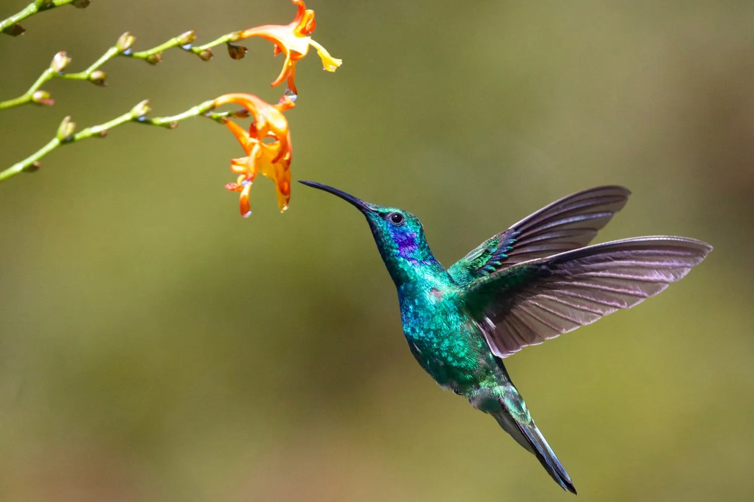 hummingbird photography 6